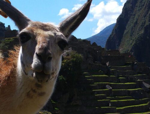 Mi ruta de 8 días en Perú: Lima, Paracas, Ica, Cusco, Machu Picchu y Puno